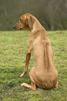 Personal Use Pet Prints Online Prints: Rhodesian Ridgeback - sitting, back view