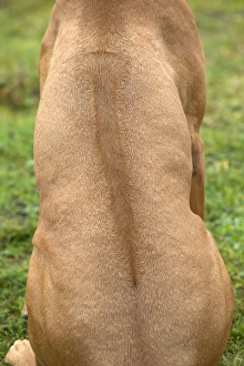 Rhodesian Ridgeback - sitting, back view showing ridge Rhodesian Ridgeback - sitting, back view showing ridge