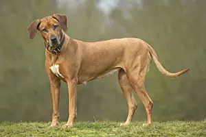 Rhodesian Ridgeback Prints: Rhodesian Ridgeback - standing, ears cocked