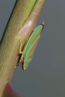 Rhododendron Leaf-hopper - resting on plant stalk Rhododendron Leaf-hopper - resting on plant stalk