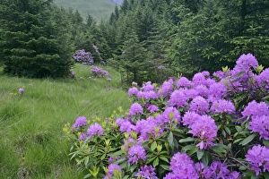 Rhododendron - lilac coloured shrubs on forest clearing Rhododendron - lilac coloured shrubs on forest clearing