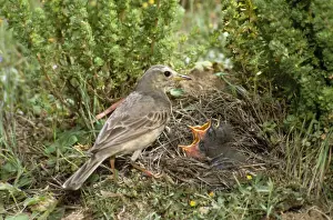 New Zealand Native Birds Prints: Richard's Pipit