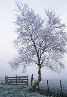 Winter Tree Photography Prints: Rimed Tree