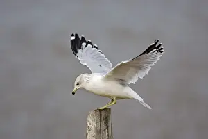 Wildlife Prints For Home Decor Prints: Ring-billed Gull