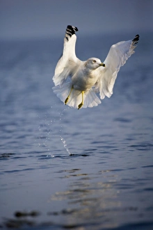 Ring-billed Gull - Adult taking off from lake Ring-billed Gull - Adult taking off from lake