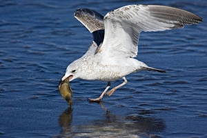 Ring-billed Gull - in first winter plumage with fish Ring-billed Gull - in first winter plumage with fish