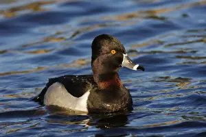 Jim Zipp Wildlife Photography Prints: Ring-necked Duck