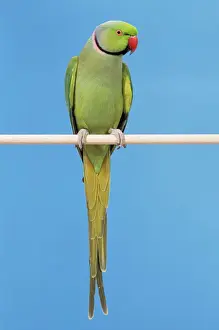 John Daniels Wildlife Art Prints: Ring-necked Parakeet