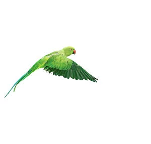 Images Dated 19th July 2004: Ring-necked / Rose-ringed Parakeet In flight, wings down, side view