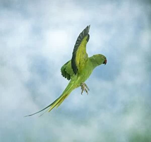 Images Dated 19th July 2004: Ring-necked / Rose-ringed Parakeet In flight, side view, wings up