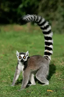 Prints of WAT-9406 Ring-tailed Lemur Lemur catta Distribution: Madagascar M. Watson Please note that prints are for personal display purposes only and may not be reproduced in any way. Lemuridae Prints: Ring-tailed Lemur Print (Lemur catta, WAT-9406)