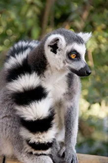 Ring-tailed Lemur - with tail wrapped around body Ring-tailed Lemur - with tail wrapped around body