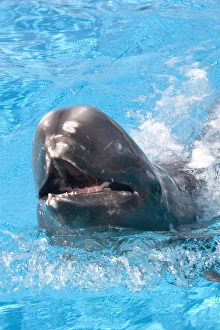 Rissos Dolphin with nose sticking out of water Rissos Dolphin with nose sticking out of water