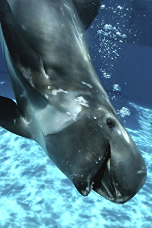 Rissos Dolphin swimming underwater Rissos Dolphin swimming underwater