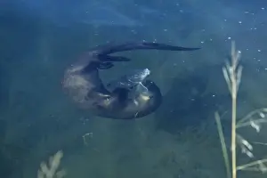 Snake River Wyoming Prints: River Otter - playing with fish it will eventually eat. Snake River, Wyoming, USA. MO336