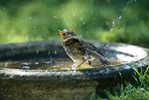 Bird Photography Prints: Robin On bird bath