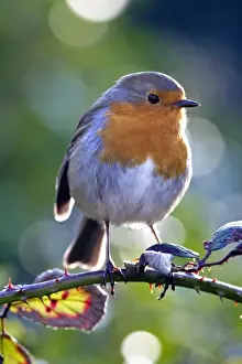 Robin Bird Prints: Robin - Cornwall - UK