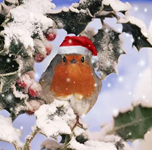 ROBIN - in frozen Holly wearing red Christmas Santa hat Date: 24-05-2021 ROBIN - in frozen Holly wearing red Christmas Santa hat Date: 24-05-2021