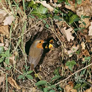 Wildlife Photographer Uk Prints: Robin - at nest with young