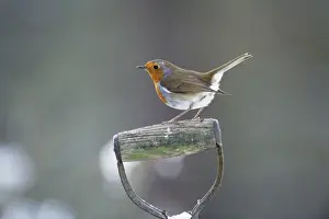 John Daniels Wildlife Photos Prints: Robin - perched on spade handle