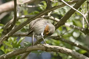 Erithacus Rubecula Photo Prints: Robin Preening