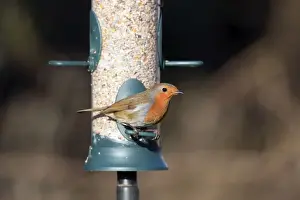 Robin Bird Prints: Robin - on seed feeder - Cornwall - UK