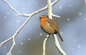 Prints of USH-814-M Robin - singing Erithacus rubecula digitally manipulated image Duncan Usher Please note that prints are for personal display purposes only and may not be reproduced in any way. Images Dated 2008 November: Robin Print - digitally manipulated image of Erithacus rubecula
