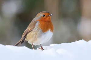 Robin - Single adult robin perching in the snow Robin - Single adult robin perching in the snow