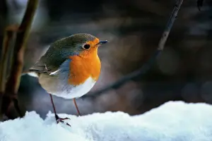 Prints of ME-1292 Robin - On snow Erithacus rubecula Johan De Meester Please note that prints are for personal display purposes only and may not be reproduced in any way. Robins Prints: Robin on Snow Print, Erithacus rubecula