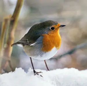 Winter Garden Birds Prints: Robin - On snow Digital Manipulation: lightened background