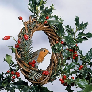 Robin - on wreath with holly & rosehips Robin - on wreath with holly & rosehips