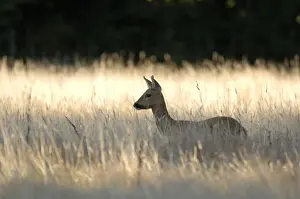 John Daniels Artwork Prints: Roe Deer US