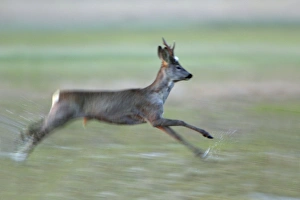 Roe Deer - buck running through water meadow Roe Deer - buck running through water meadow