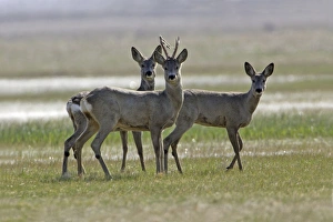 Roe Deer - buck with velvet hanging from horns and 2 does Roe Deer - buck with velvet hanging from horns and 2 does