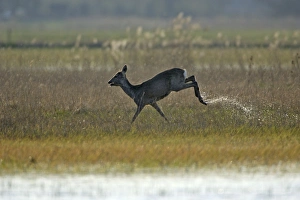 Roe Deer - doe running through marshland Roe Deer - doe running through marshland