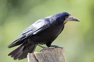 Corvus Frugilegus Images Prints: Rook - Cornwall - UK