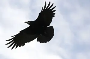 Prints of JD-19712 Rook - In flight UK Corvus frugilegus John Daniels Please note that prints are for personal display purposes only and may not be reproduced in any way. Rook Prints: Rook in Flight Print