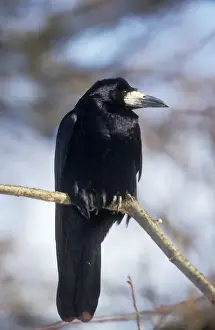 Personal Use Bird Photos Prints: Rook Perched on branch