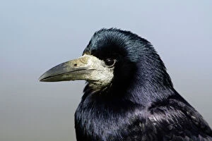 Images Dated 29th October 2006: Rook - portrait. Northumberland, UK