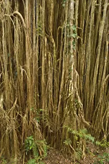 Strangler Fig Roots Prints: Root curtain - after the host tree fell over