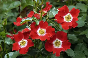 Rose Plant Prints: Rosa Eyepaint