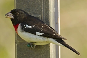Rose-breasted Grosbeak - Male feeding on sunflower seeds at feeder Rose-breasted Grosbeak - Male feeding on sunflower seeds at feeder