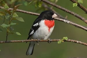 Images Dated 2nd June 2005: Rose-breasted Grosbeak - Male perched on branch, Spring. Ontario, Canada _TPL7441