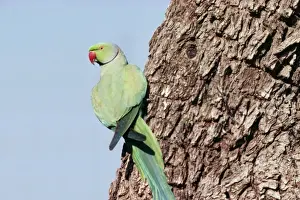 Psittacula Krameri Species Prints: Rose-ringed Parakeet