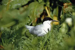 Bird Photography Prints: Roseate Tern