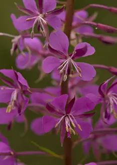 Rosebay Willowherb Prints: Rosebay willowherb