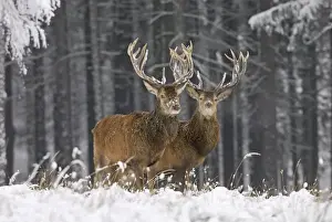 German Wildlife Pictures Prints: Rothirsch