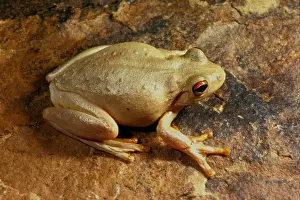 Australian Tree Frog Prints: Roths tree frog