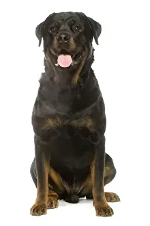 Personalized Pet Prints: Rottweiler