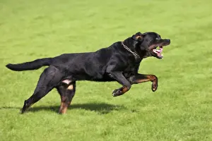 Black And Tan Dog Breeds Prints: Rottweiler running